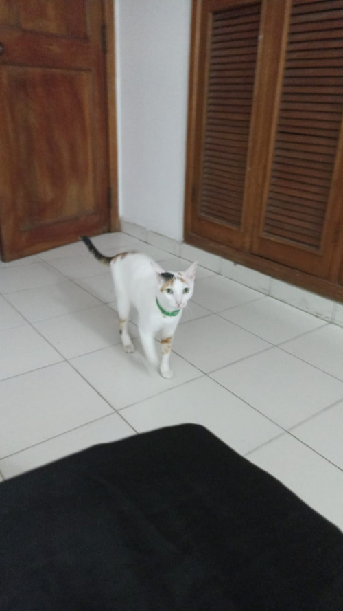 Hera