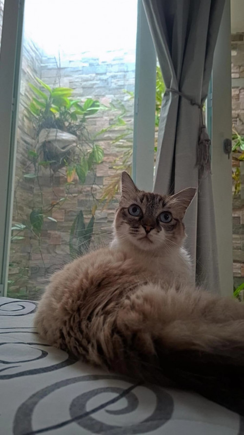 Mia