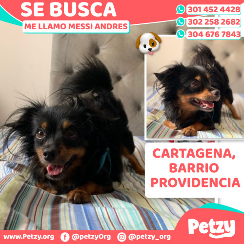 Foto de mascota Messi Andres