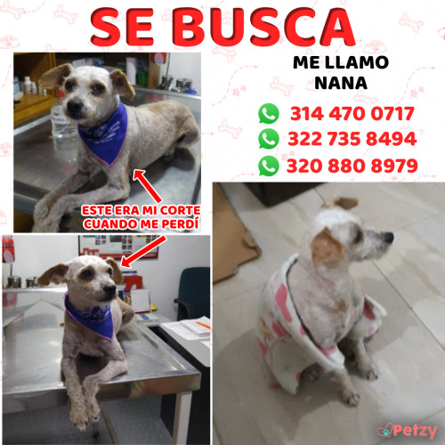 Foto de mascota Nana