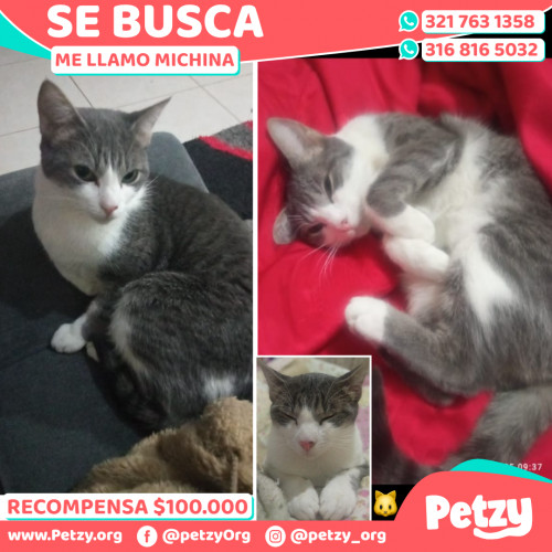 Foto de mascota Michina