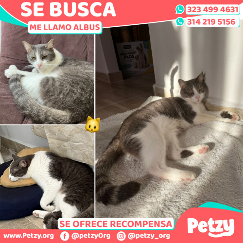 Foto de mascota Albus