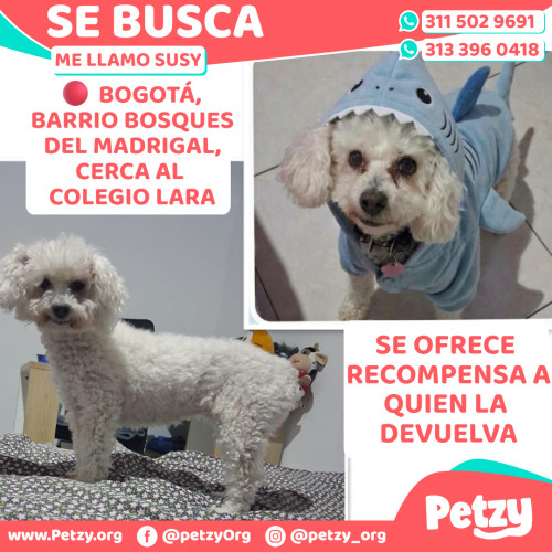 Susy