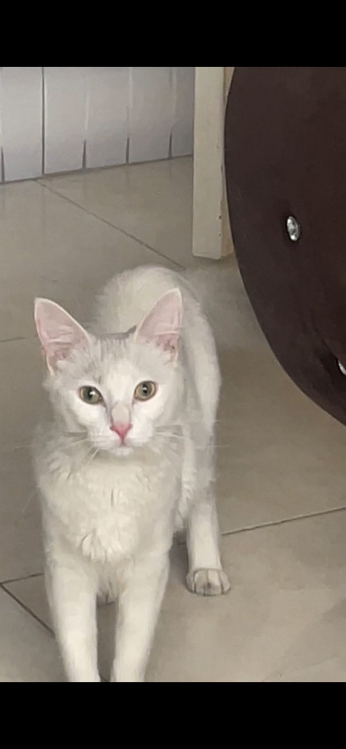 Kitty