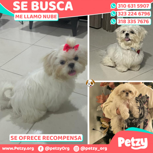 Foto de mascota Nube