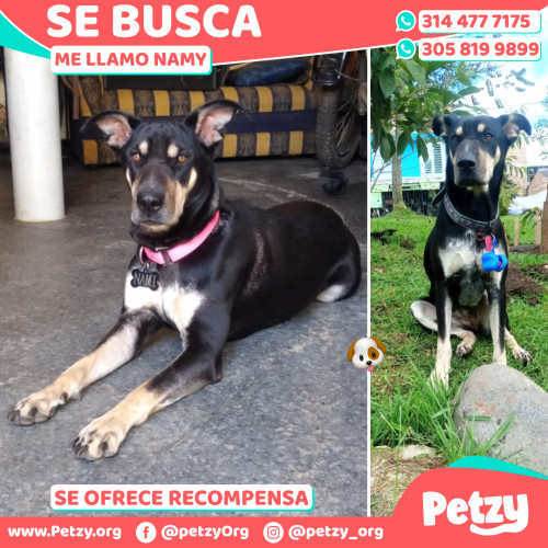 Foto de mascota Namy