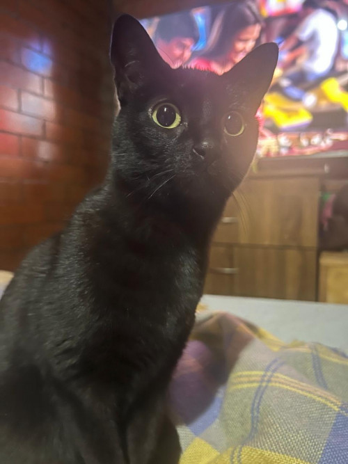 Chimuelita