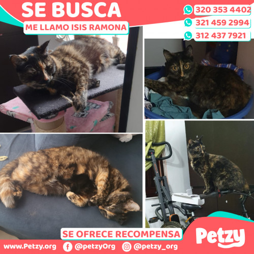 Foto de mascota Isis Ramona