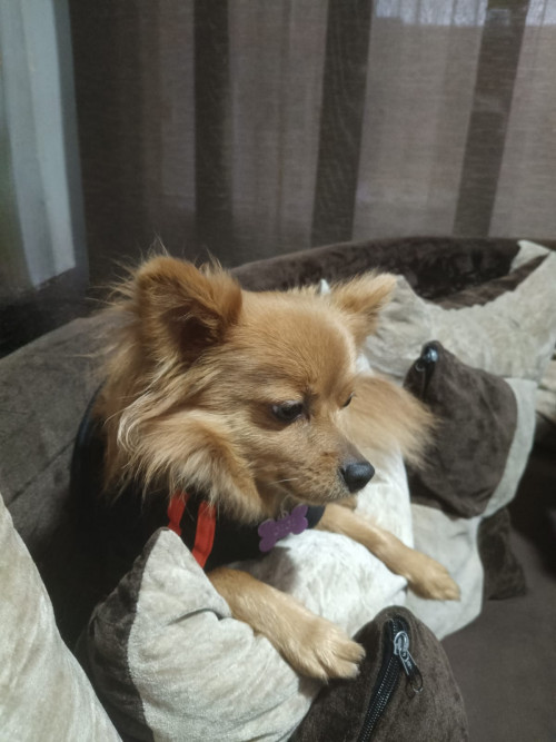 Gigi