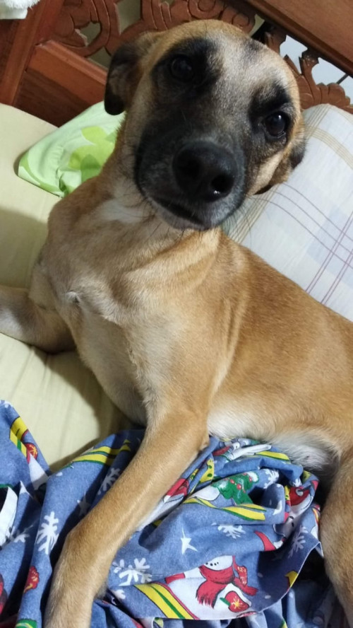 Daría