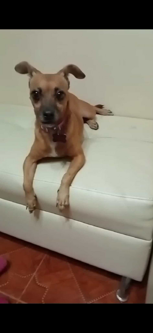 Chispa
