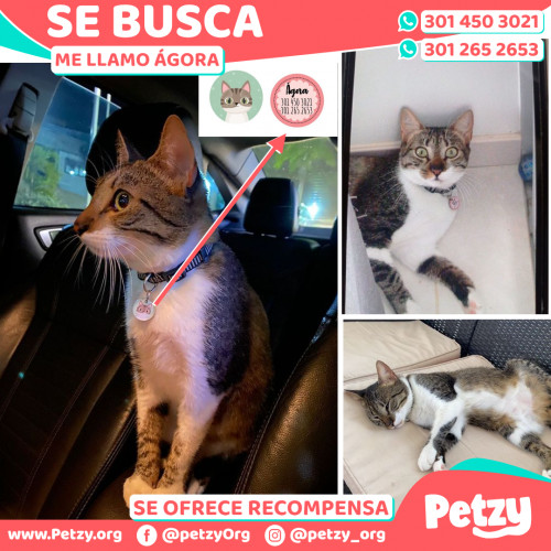 Foto de mascota Ágora