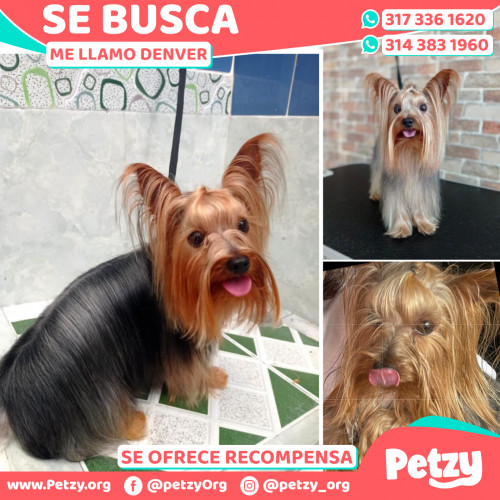 Foto de mascota Denver