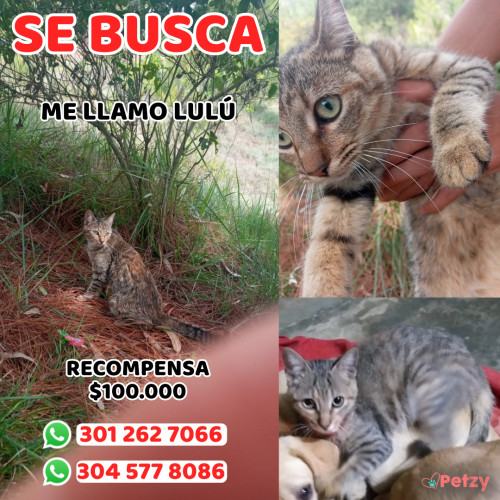 Foto de mascota Lulú