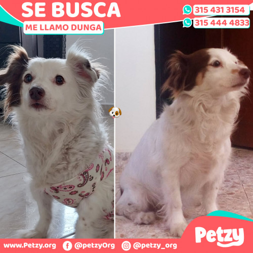 Foto de mascota Dunga