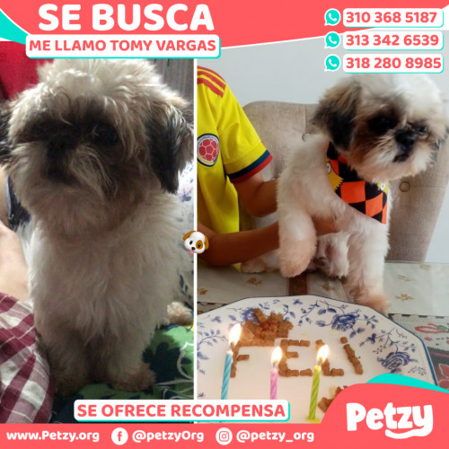 Foto de mascota Tomy Vargas