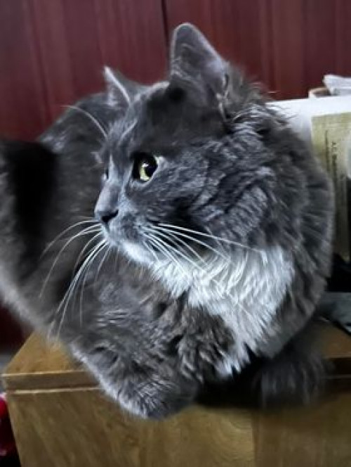 Merlín
