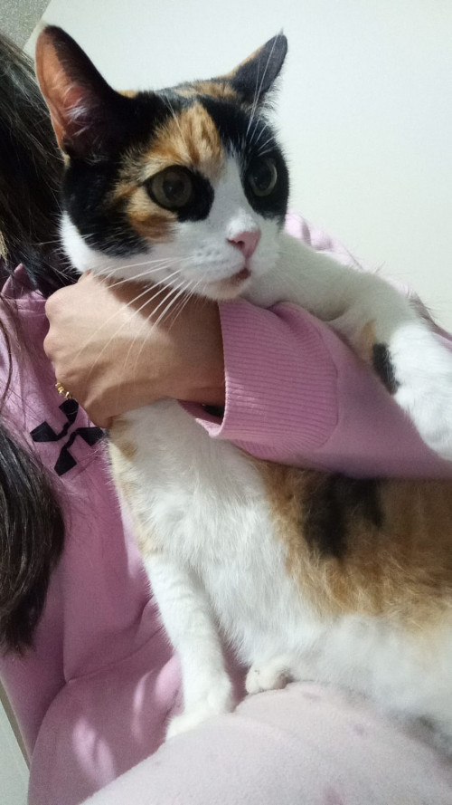 Princesa