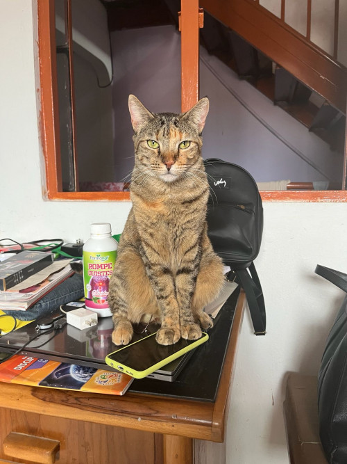 Lulú