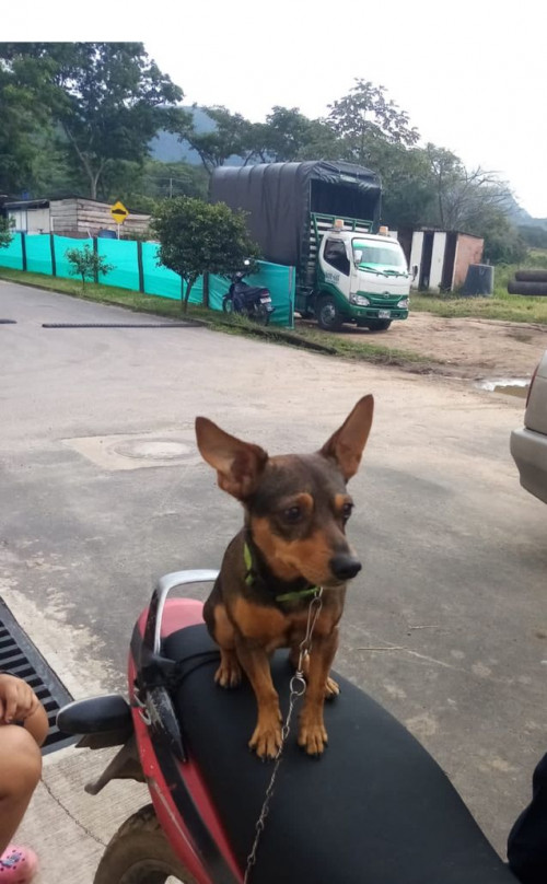 Roki