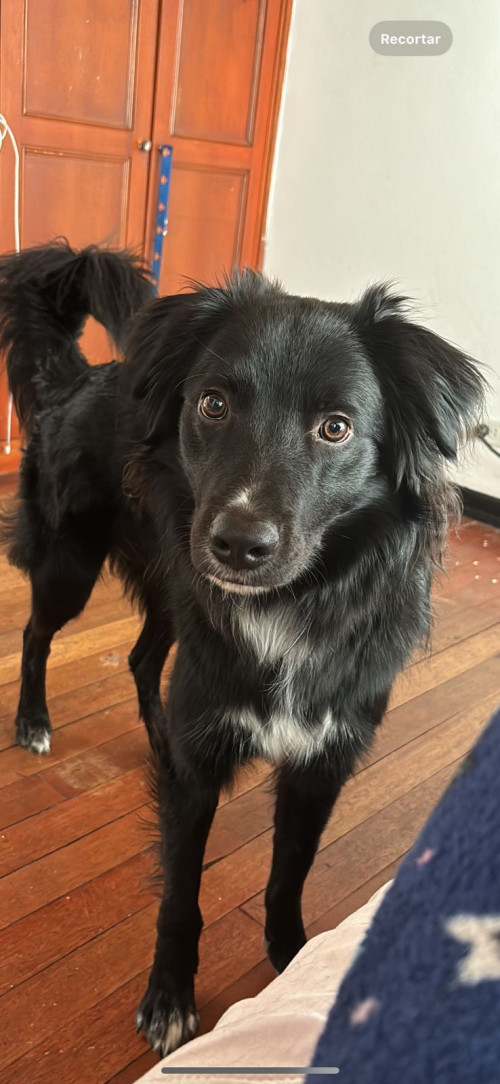 Milo