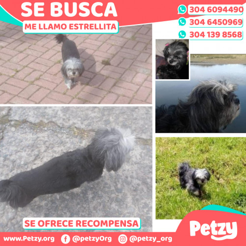 Foto de mascota Estrellita