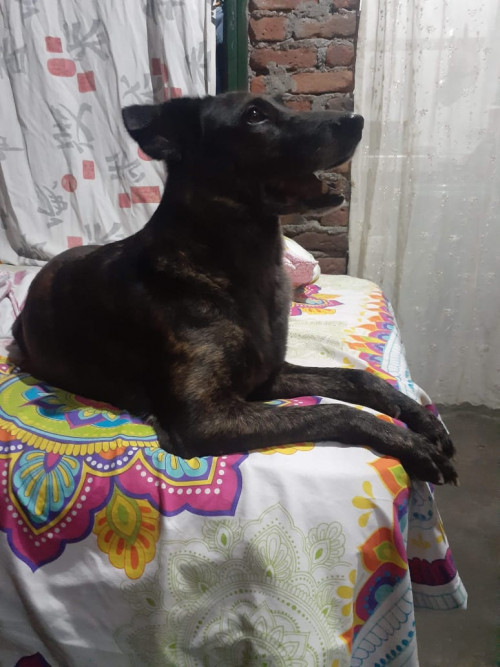 Negra