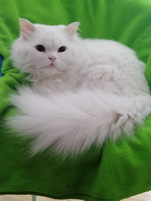 Gary