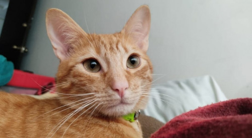 Mango