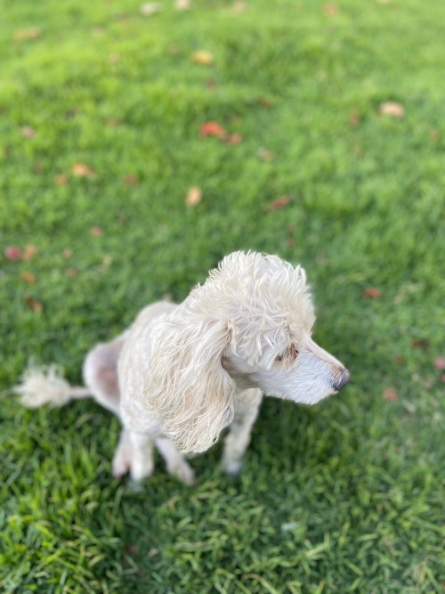 Princesa O Prin