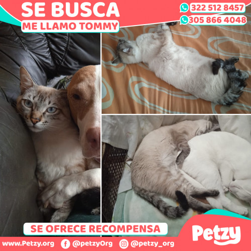 Foto de mascota Tommy 