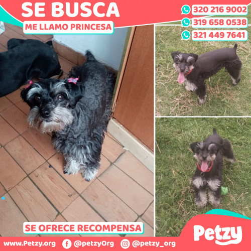 Foto de mascota Princesa