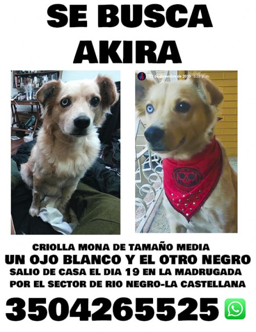 Akira