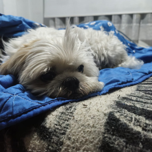 Toby