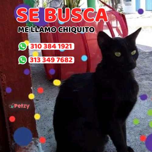 Foto de mascota Chiquito