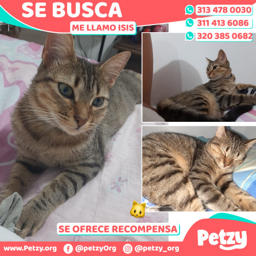 Foto de mascota Isis