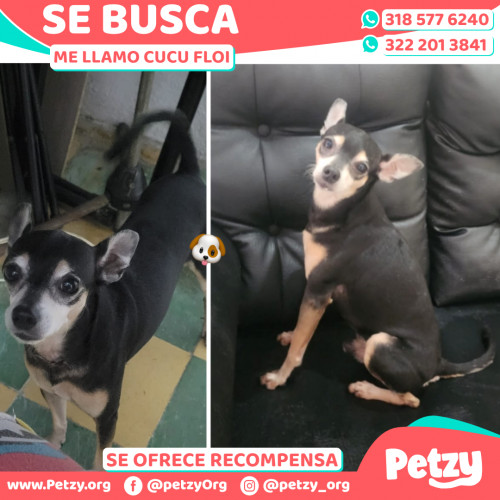 Foto de mascota Cucu Floi