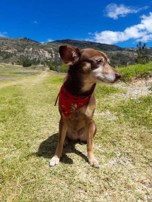 Niña