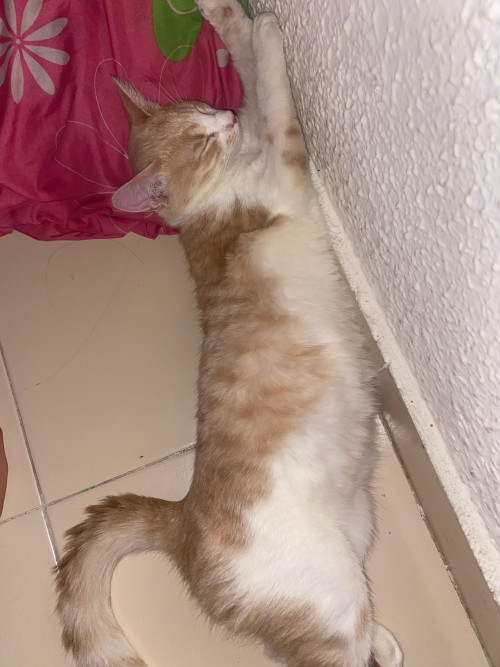 Simba