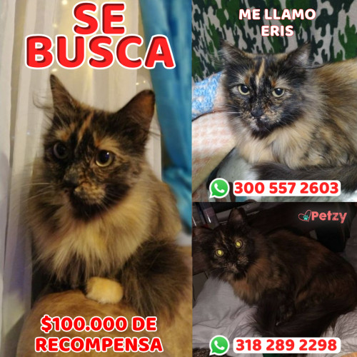 Foto de mascota Eris