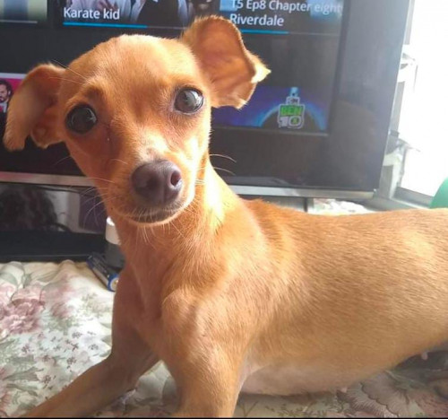 Dalila