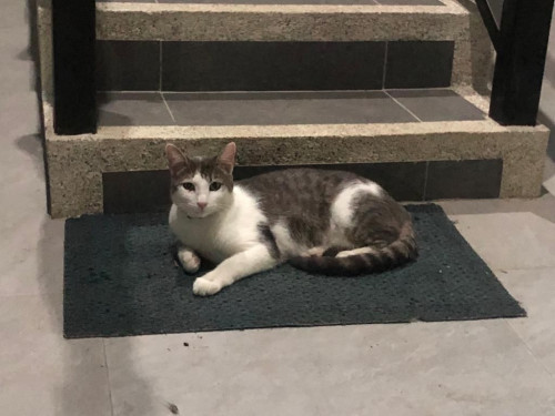 Max