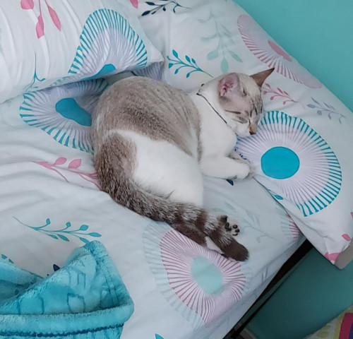 Kiara 