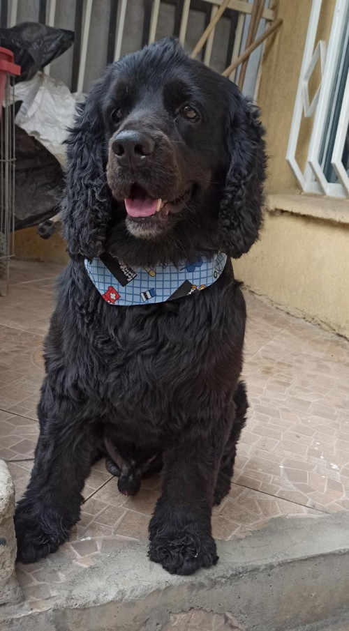 Tobias
