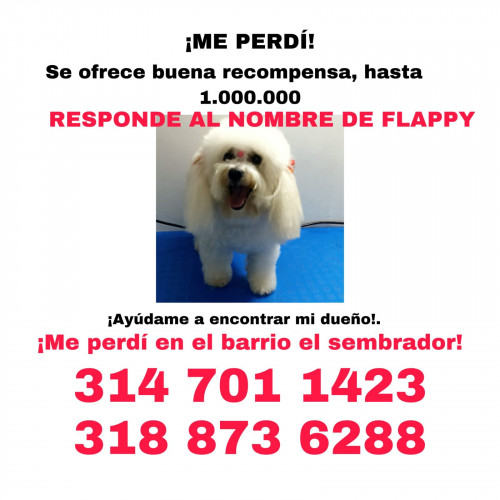 Flapy