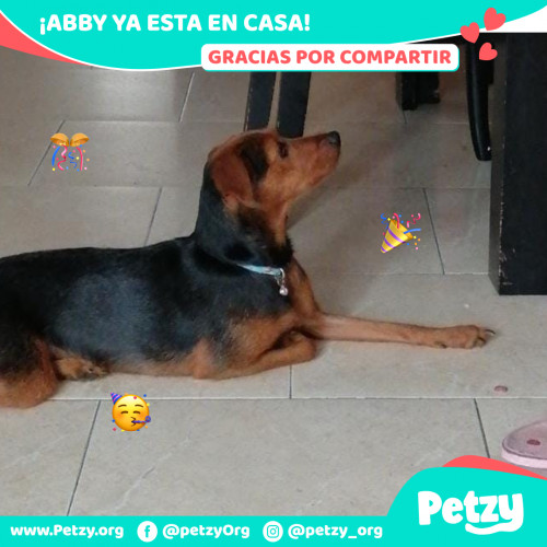 Foto de mascota Abby