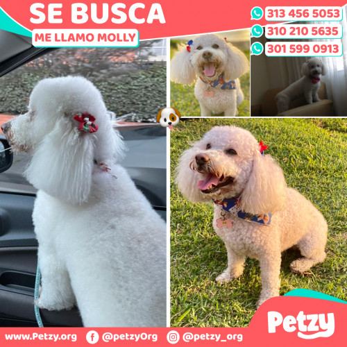 Foto de mascota Molly