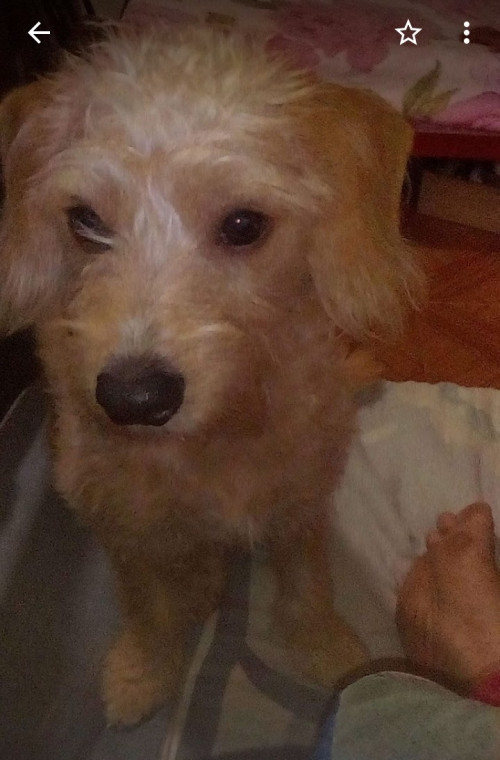Toby