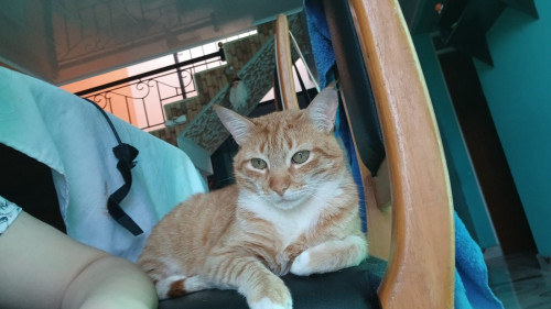 Garfield