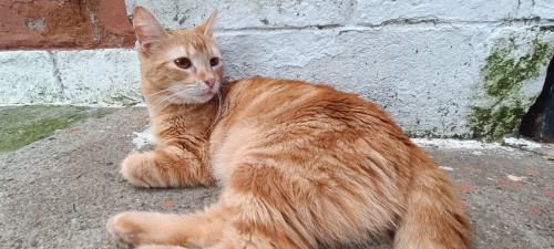 Maqui
